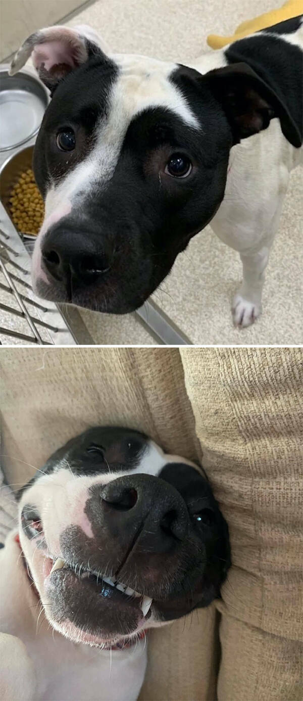 Dogs Before And After Rescue