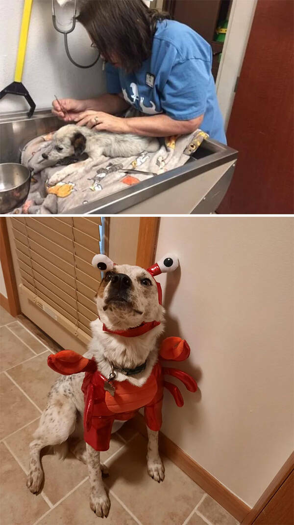 Dogs Before And After Rescue