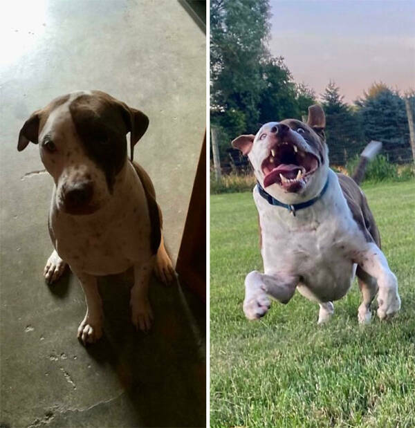 Dogs Before And After Rescue