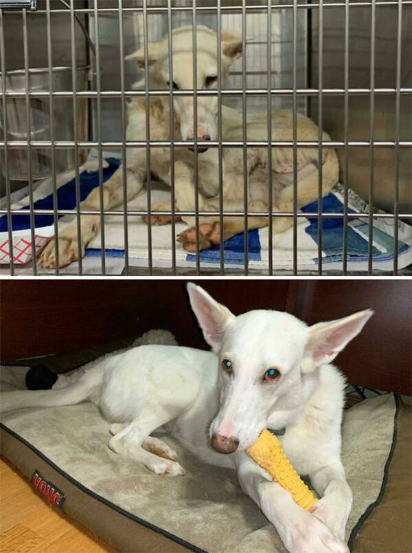 Dogs Before And After Rescue