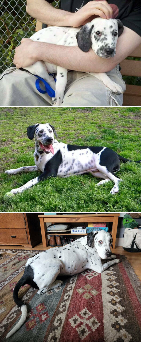 Dogs Before And After Rescue