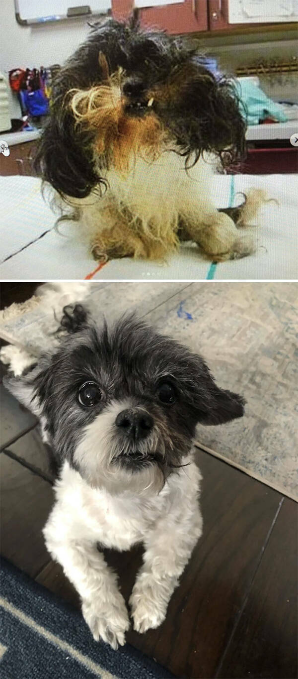 Dogs Before And After Rescue