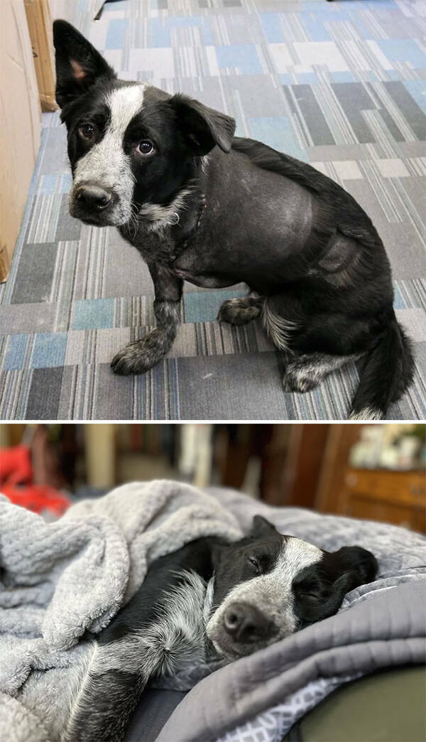 Dogs Before And After Rescue