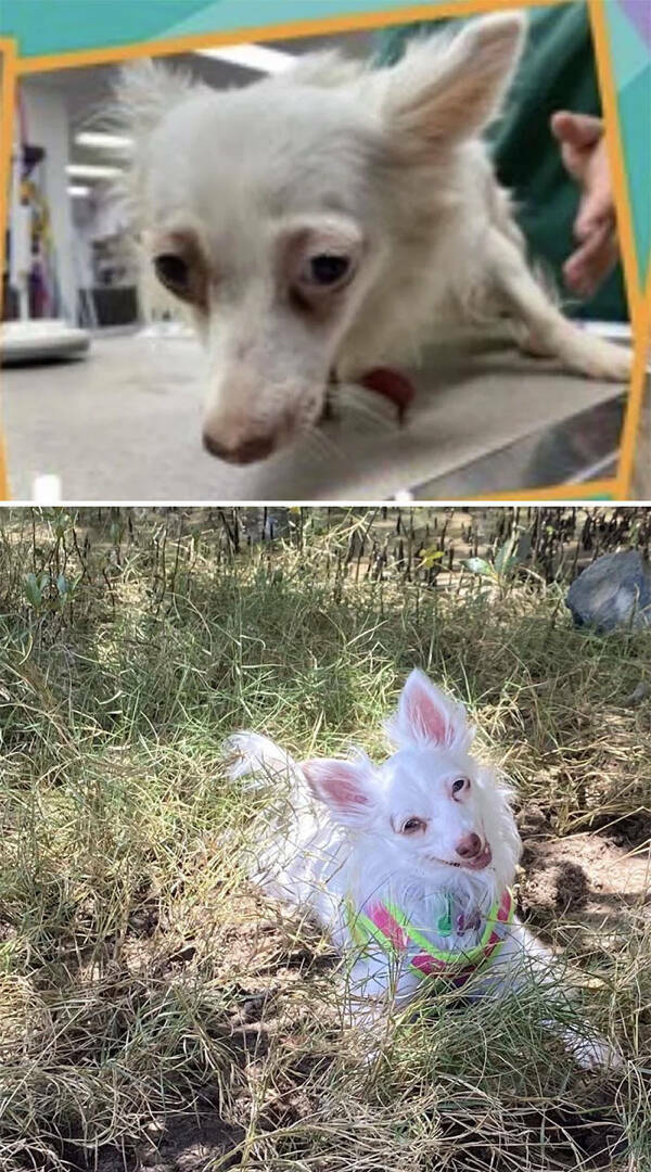 Dogs Before And After Rescue