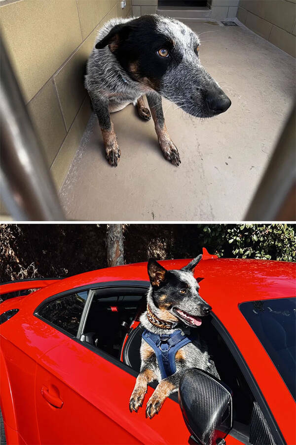 Dogs Before And After Rescue