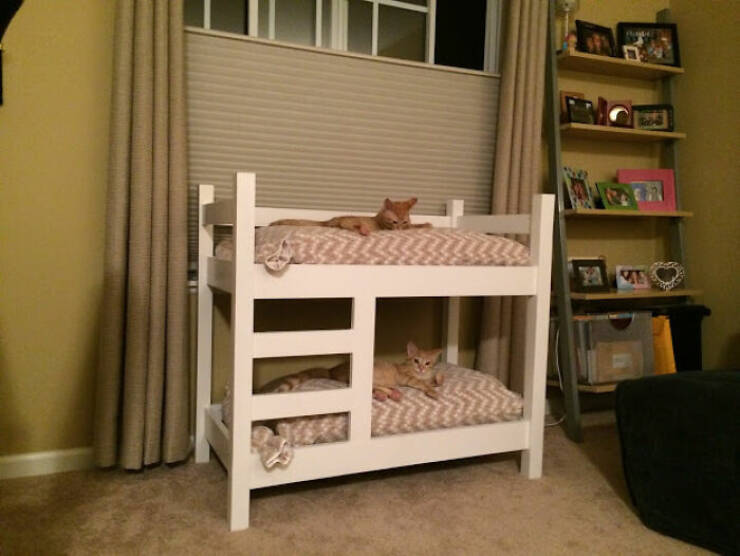 Purrfectly Designed: Furniture Specially Crafted For Cats