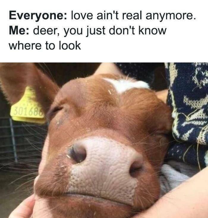 Animals And Laughter Unite: Hilarious Memes That Bring Joy To The Internet