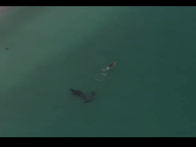 Swimmer And Killer Whales...