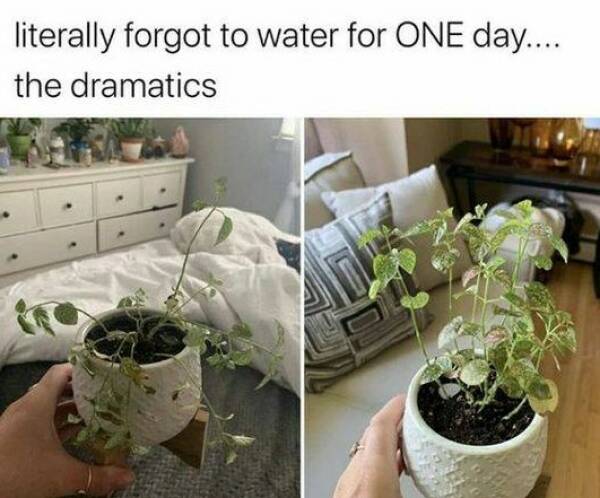 Plant-Related Memes That Will Resonate With Plant Lovers Everywhere