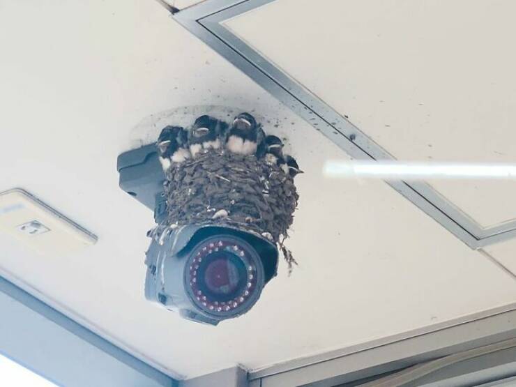 Captivating Pictures Of Bird Nests In The Strangest Places