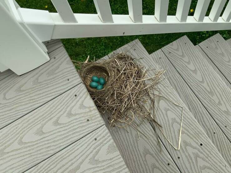 Captivating Pictures Of Bird Nests In The Strangest Places