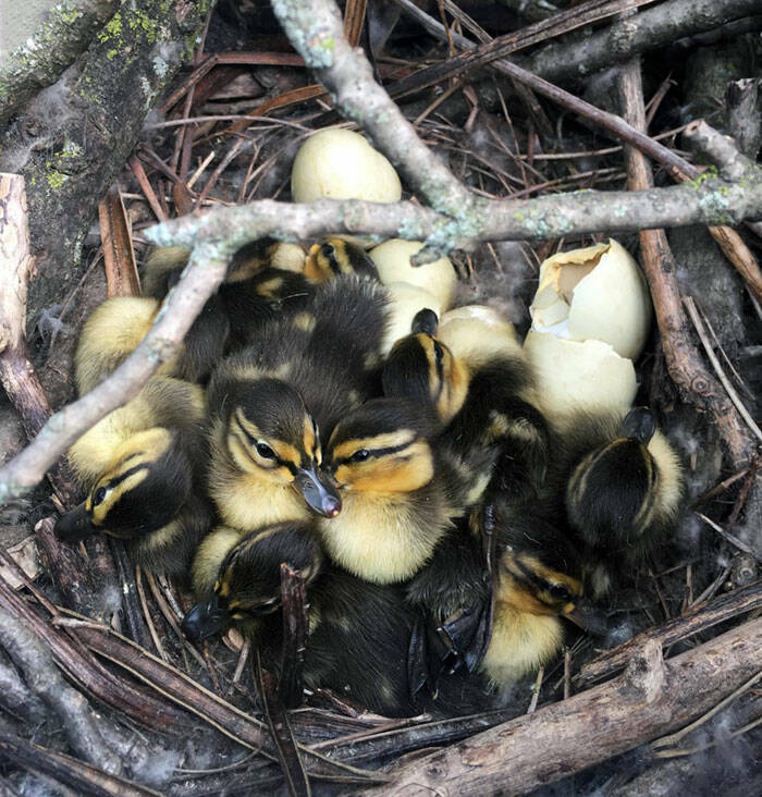 Captivating Pictures Of Bird Nests In The Strangest Places