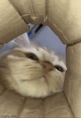 Daily Gifdump