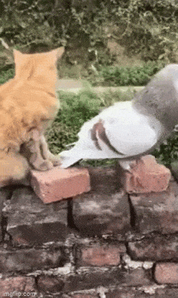 Morning Gifdump