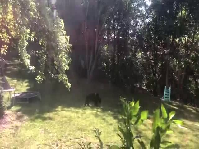 When You See A Grizzly Walking On Two Legs, Run!