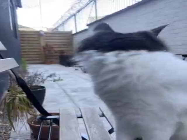 The Owner Of A Blind Cat Showed How His Pet Gets Off The Chair