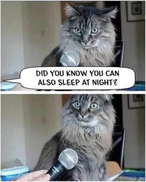 Sleepless In Memeland: Hilarious Memes For The Borderline Insomniacs