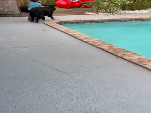 The Dog Accompanies The Boy Around The Edge So That He Does Not Fall Into The Pool