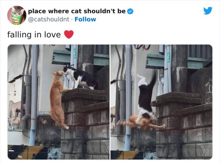 The Curious Cat Chronicles: Hilarious Encounters In Unusual Spots