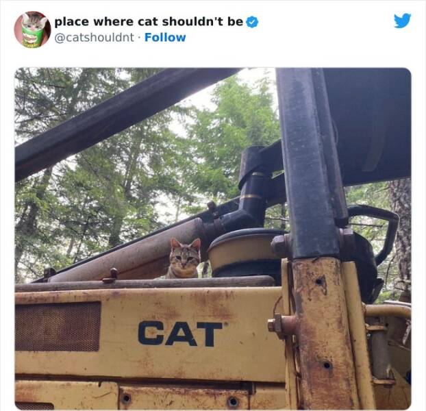 The Curious Cat Chronicles: Hilarious Encounters In Unusual Spots
