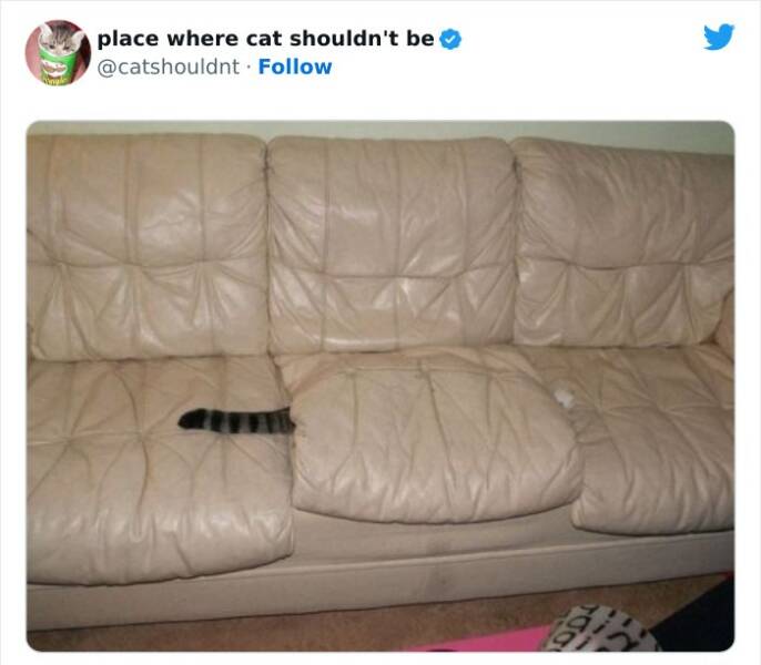 The Curious Cat Chronicles: Hilarious Encounters In Unusual Spots