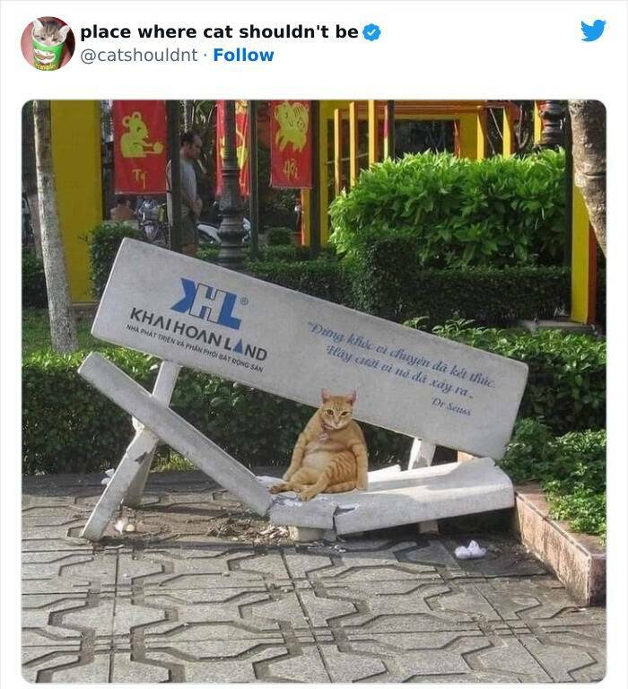 The Curious Cat Chronicles: Hilarious Encounters In Unusual Spots