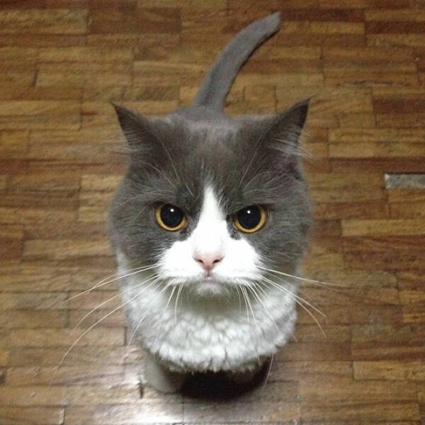 Purrfectly Captured: Cute Cats With An Angry Twist