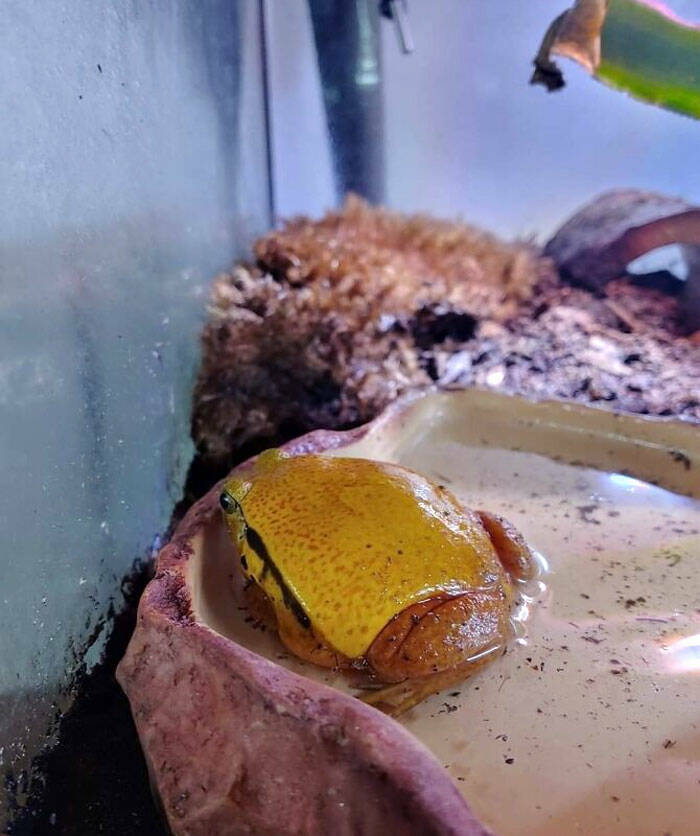 Edible Illusions: Food Items That Look Tasty, But Are Best Left Untouched