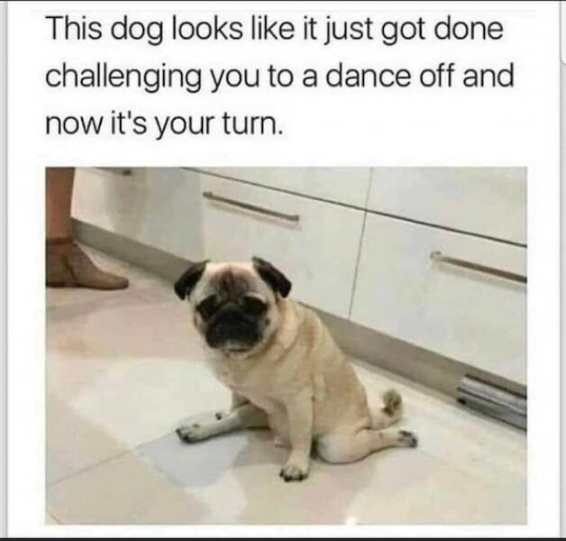 Pawsitively Hilarious: A Collection Of Dog Memes For Every Mood