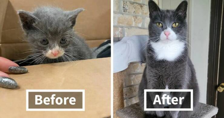 Heartwarming Transformations: Cats Before And After Adoption
