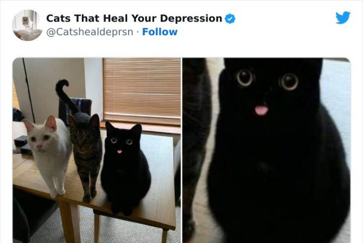 Feline Therapy: Heartwarming Pictures Of Cats Bringing Comfort And Joy