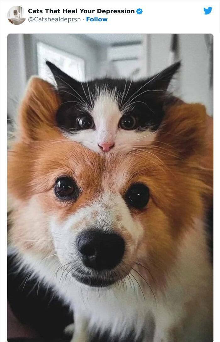 Feline Therapy: Heartwarming Pictures Of Cats Bringing Comfort And Joy
