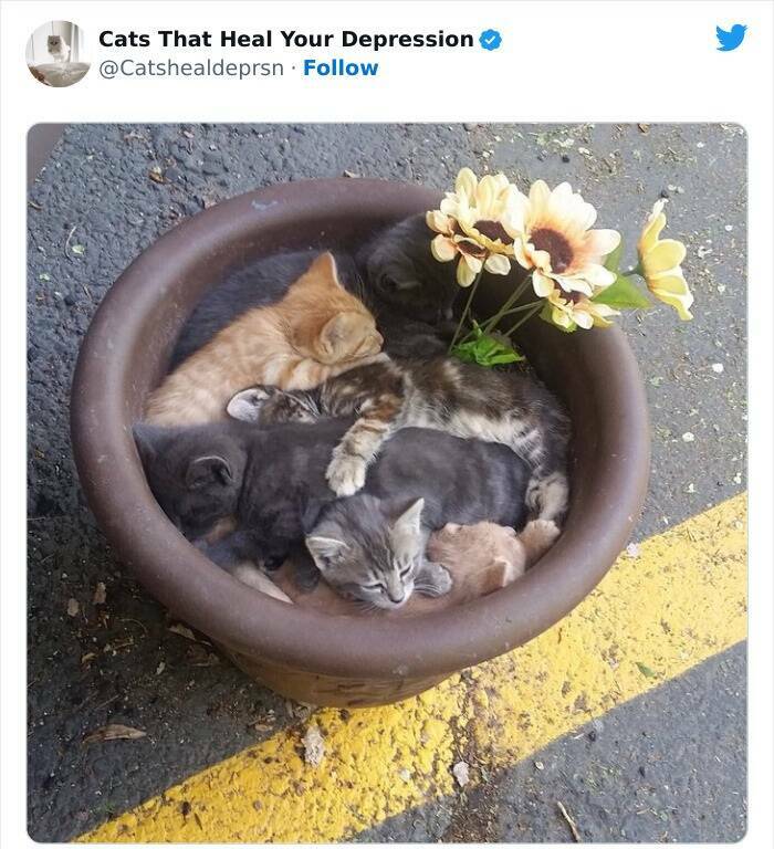 Feline Therapy: Heartwarming Pictures Of Cats Bringing Comfort And Joy