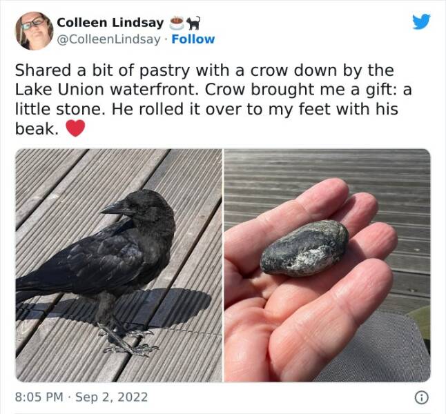 Incredible Animal Acts Of Kindness That Will Restore Your Faith In The World