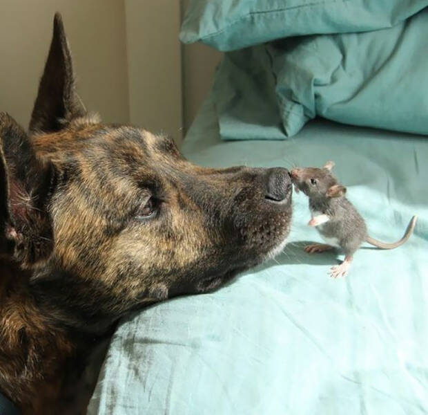 Incredible Animal Acts Of Kindness That Will Restore Your Faith In The World