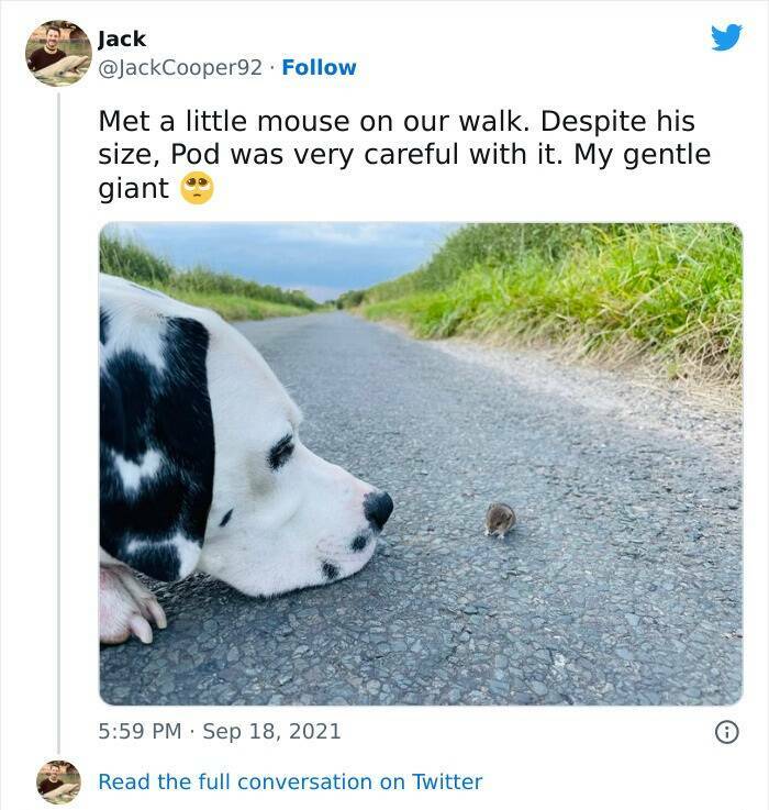 Incredible Animal Acts Of Kindness That Will Restore Your Faith In The World