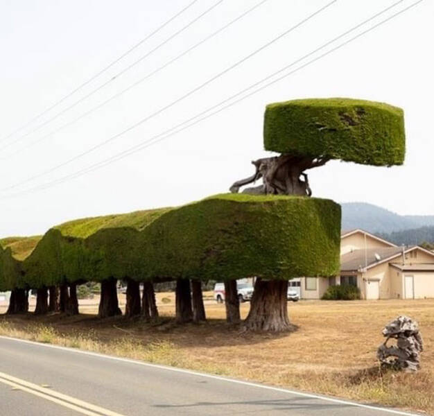 When Landscaping Takes A Unique Turn