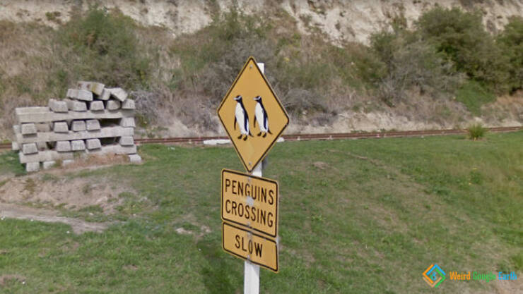 Google Maps Chronicles: Hilarious And Bizarre Encounters