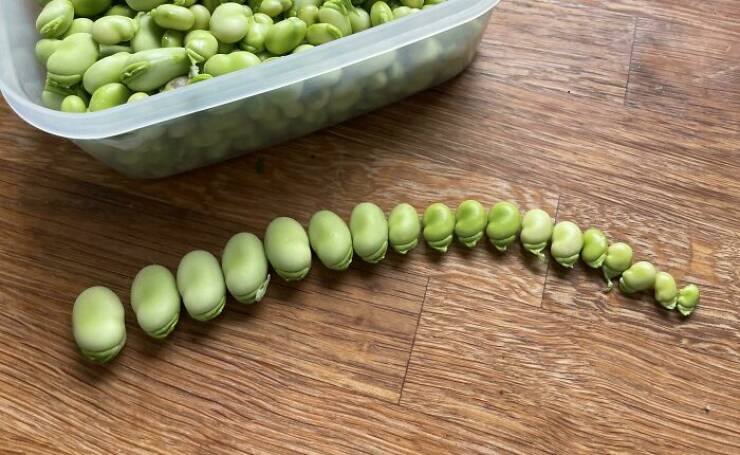 Garden Failures: When Growing Your Own Food Takes An Unexpected Turn