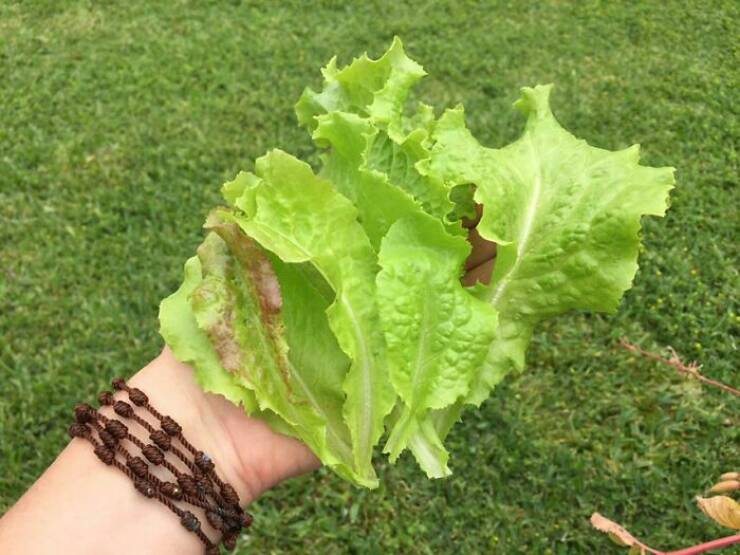 Garden Failures: When Growing Your Own Food Takes An Unexpected Turn