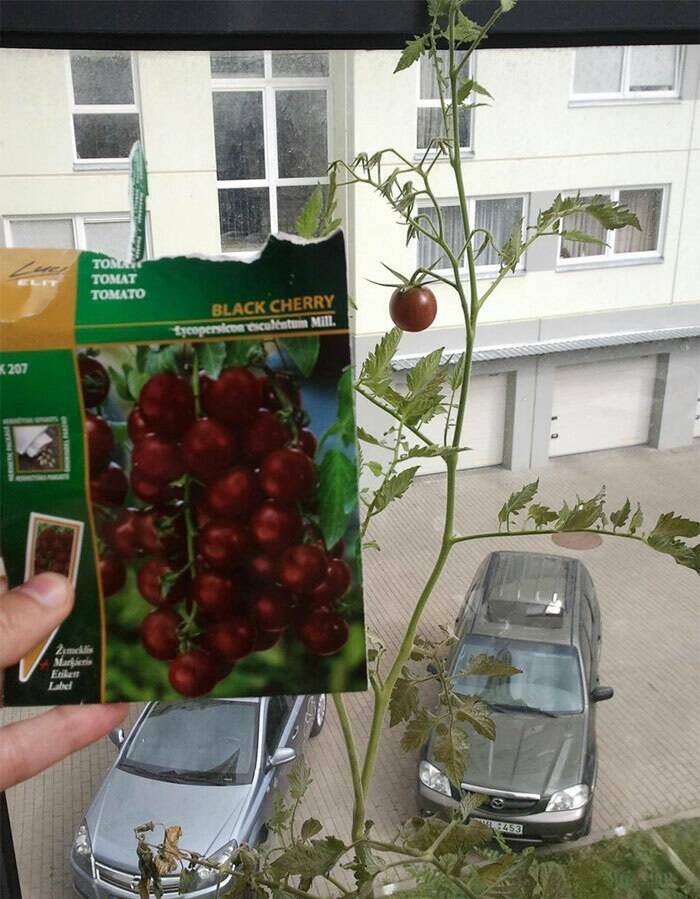 Garden Failures: When Growing Your Own Food Takes An Unexpected Turn