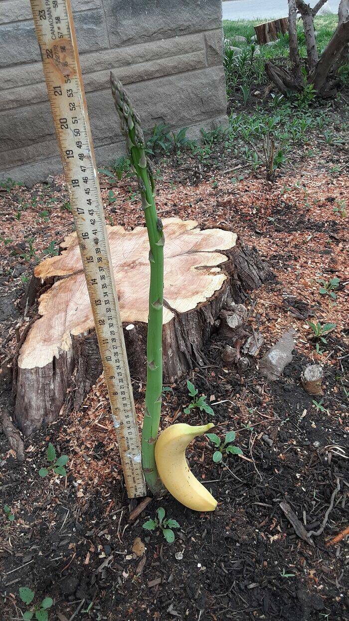 Garden Failures: When Growing Your Own Food Takes An Unexpected Turn
