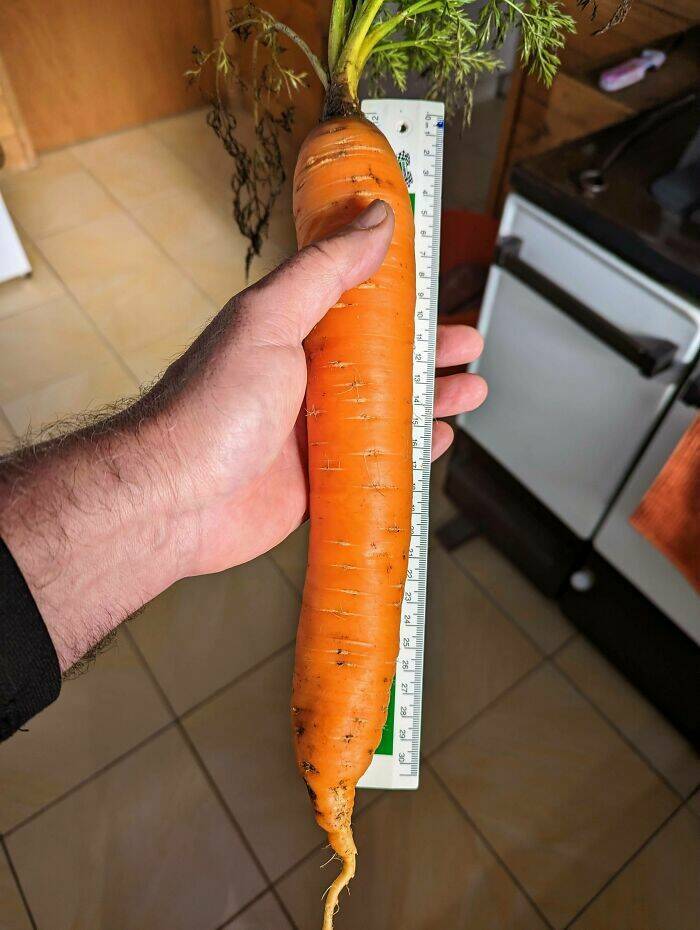 Garden Failures: When Growing Your Own Food Takes An Unexpected Turn