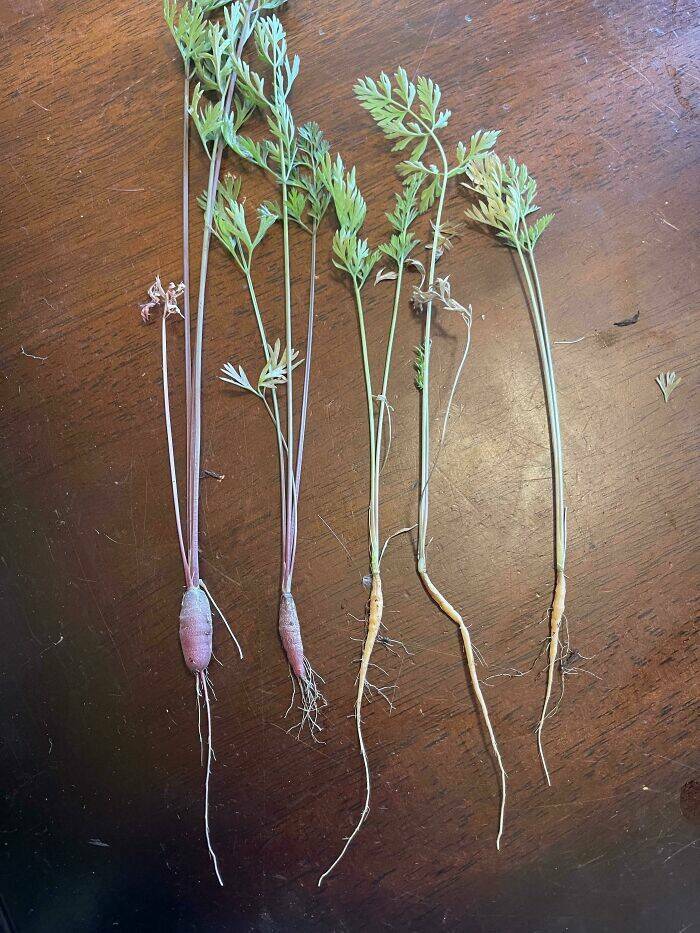 Garden Failures: When Growing Your Own Food Takes An Unexpected Turn