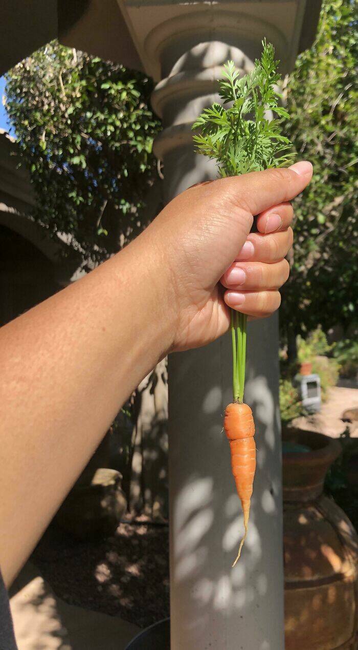 Garden Failures: When Growing Your Own Food Takes An Unexpected Turn