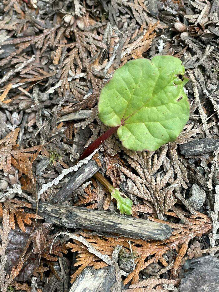 Garden Failures: When Growing Your Own Food Takes An Unexpected Turn