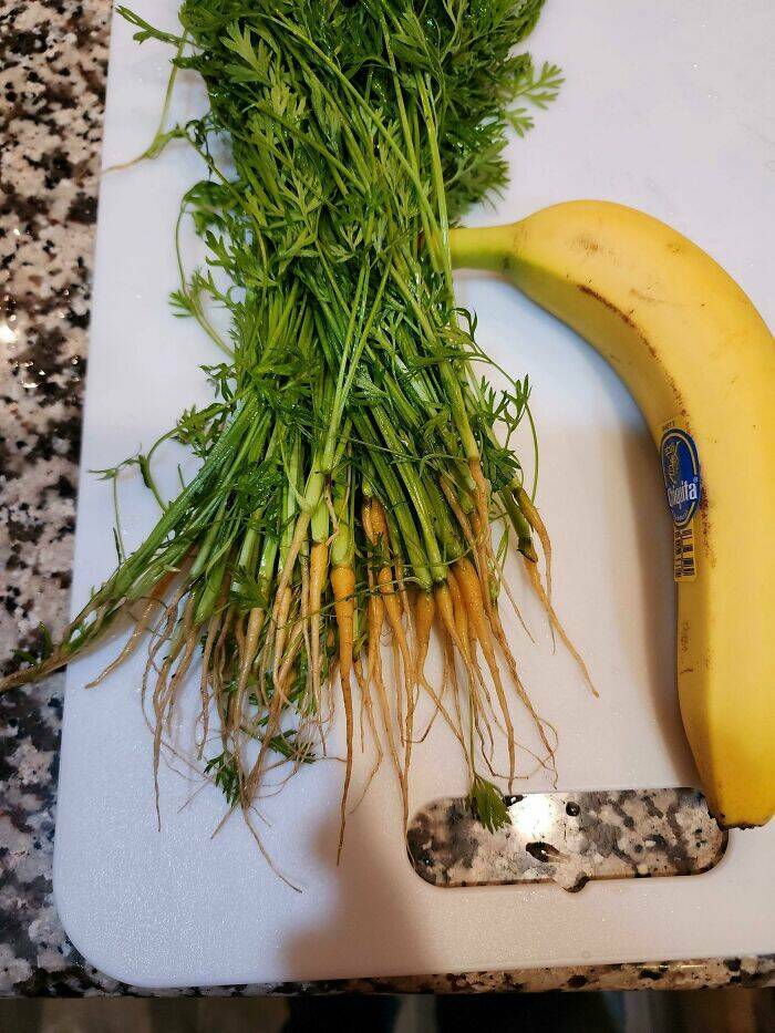 Garden Failures: When Growing Your Own Food Takes An Unexpected Turn