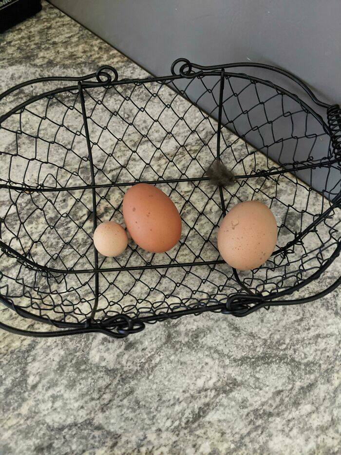 Garden Failures: When Growing Your Own Food Takes An Unexpected Turn