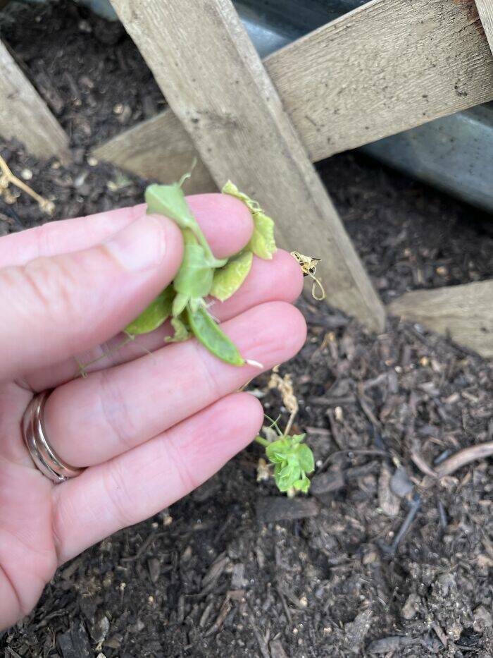 Garden Failures: When Growing Your Own Food Takes An Unexpected Turn