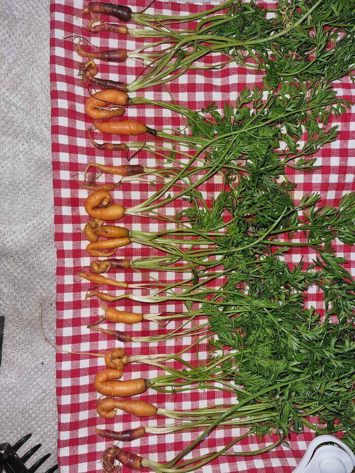 Garden Failures: When Growing Your Own Food Takes An Unexpected Turn